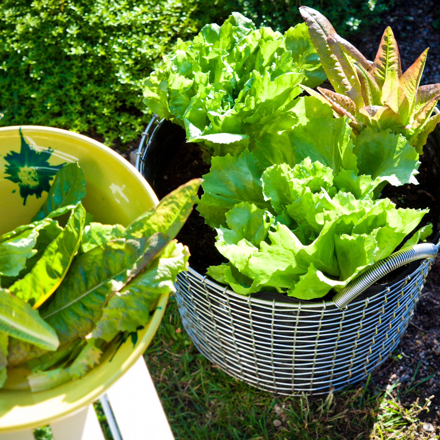 CLASSIC 24 - Image 3