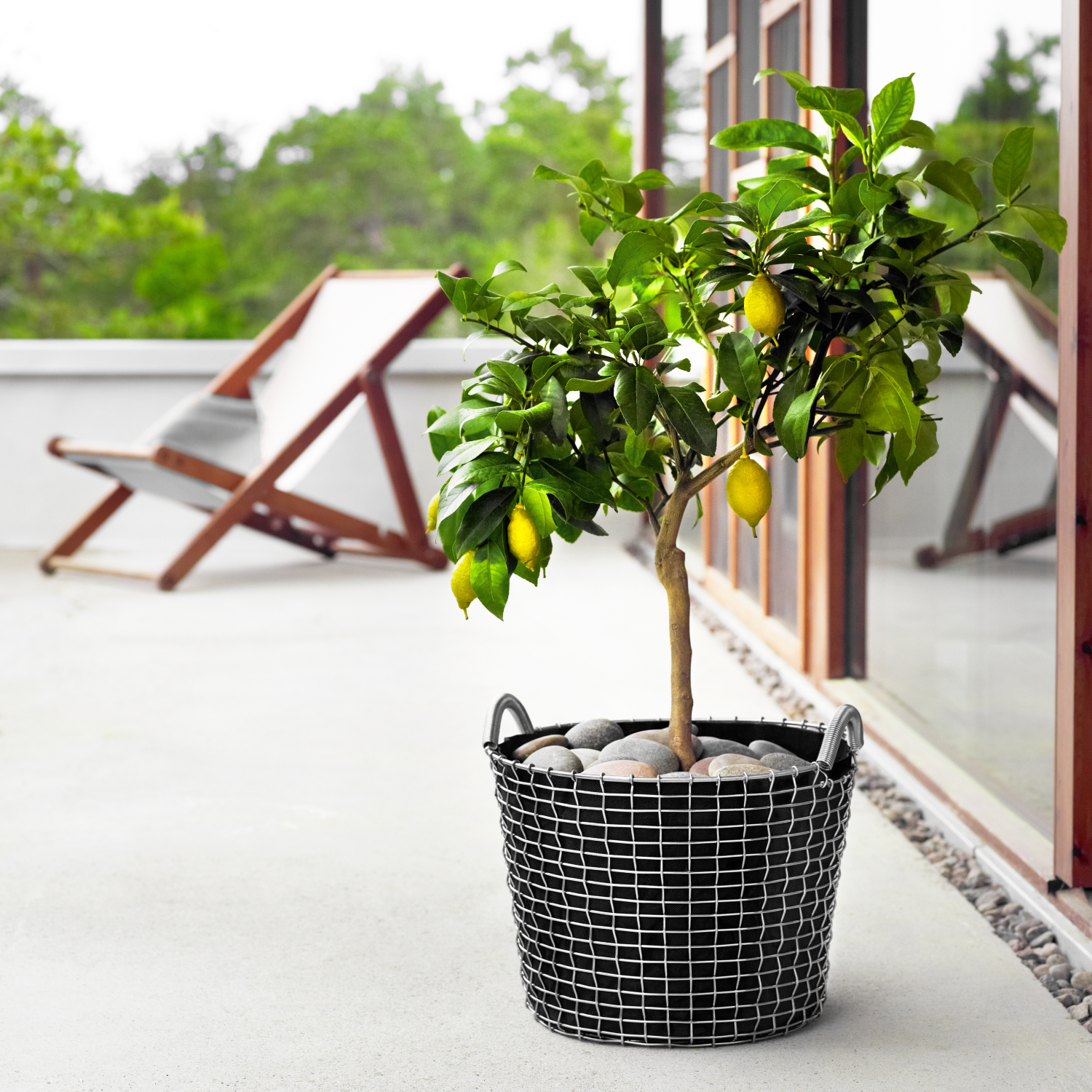 CLASSIC 24 - Image 7