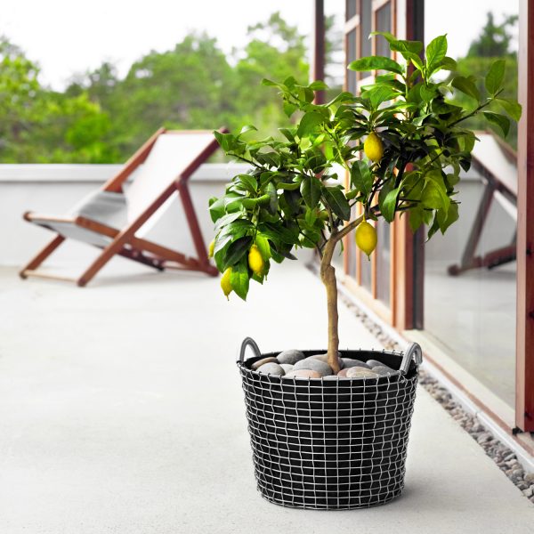 Alternative view of PLANTING BAG 24