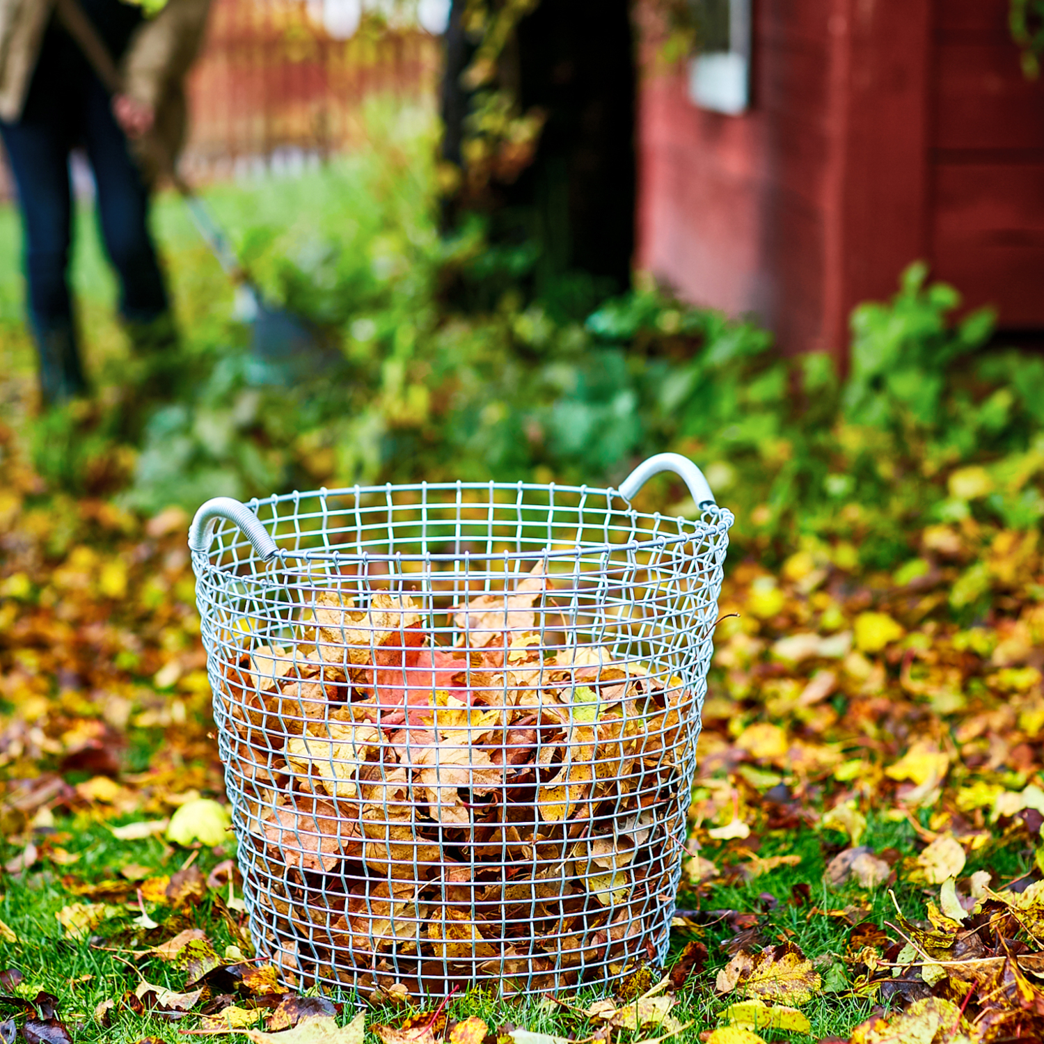 CLASSIC 50 - Image 16