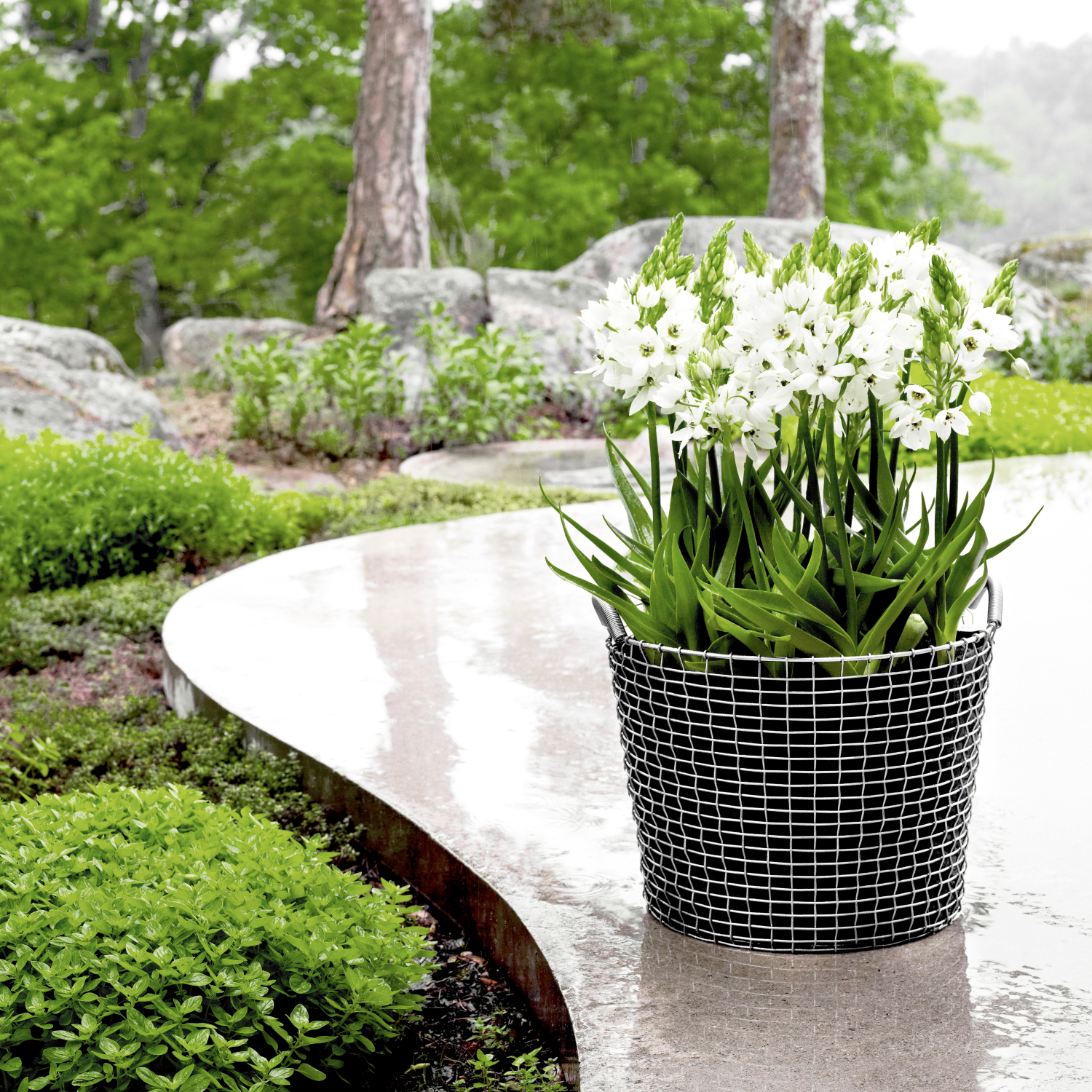 CLASSIC 50 - Image 6